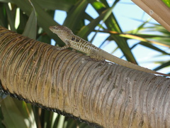 Anolis oculatus