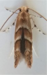 Cameraria ostryarella