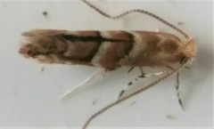 Cameraria ostryarella