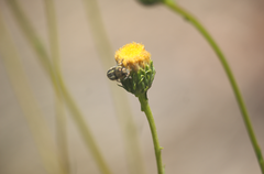 Haplopappus velutinus