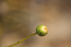 Haplopappus velutinus