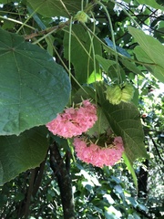 Dombeya × cayeuxii