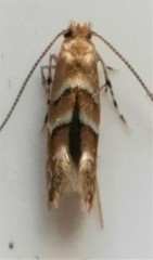 Cameraria ostryarella