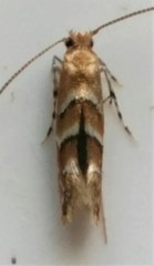 Cameraria ostryarella