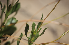 Haplopappus velutinus