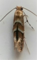 Cameraria ostryarella