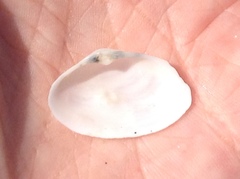 Mactrotoma californica