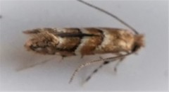 Cameraria ostryarella