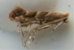 Cameraria ostryarella