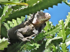 Iguana delicatissima