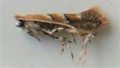 Cameraria ostryarella