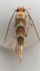 Cameraria ostryarella