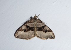 Xanthorhoe semifissata