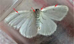 Protitame virginalis