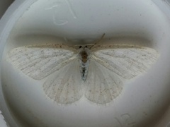 Protitame virginalis