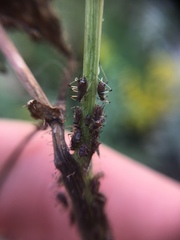 Uroleucon sonchi