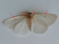 Protitame virginalis