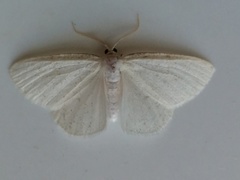 Protitame virginalis