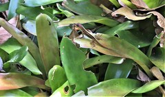 Anolis extremus