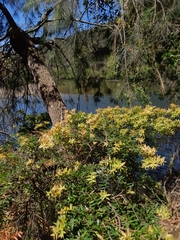 Acrotriche divaricata