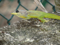 Anolis extremus