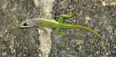 Anolis extremus