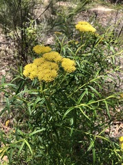 Cassinia aureonitens
