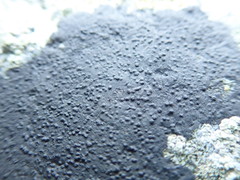 Hydropunctaria maura