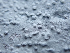 Hydropunctaria maura