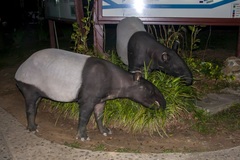 Tapirus indicus