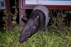 Tapirus indicus