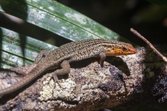 Eutropis rugifera