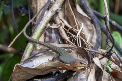 Eutropis rugifera