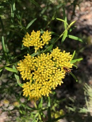 Cassinia aureonitens