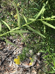 Cassinia aureonitens