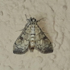 Hileithia approprialis
