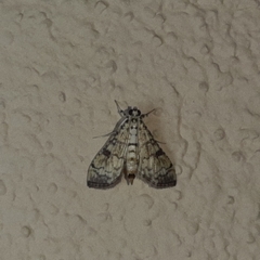 Hileithia approprialis