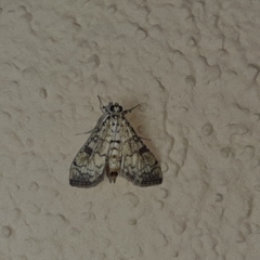 Hileithia approprialis