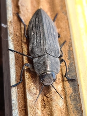 Merimna atrata
