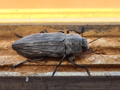 Merimna atrata
