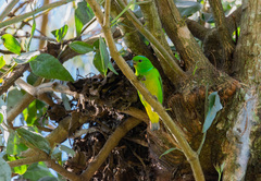 Chlorophonia occipitalis