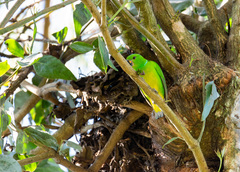 Chlorophonia occipitalis