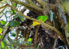 Chlorophonia occipitalis