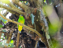 Chlorophonia occipitalis