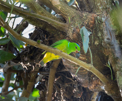 Chlorophonia occipitalis
