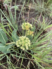 Xysmalobium acerateoides