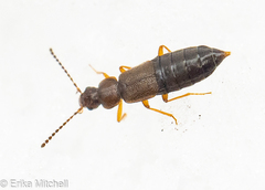 Carcinocephalus flavidus