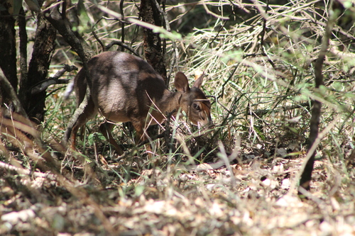 Nesotragus moschatus