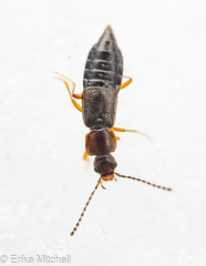 Carcinocephalus flavidus