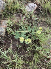 Xysmalobium acerateoides